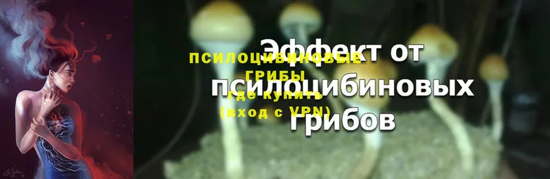 Псилоцибиновые грибы Psilocybine cubensis  Черногорск 